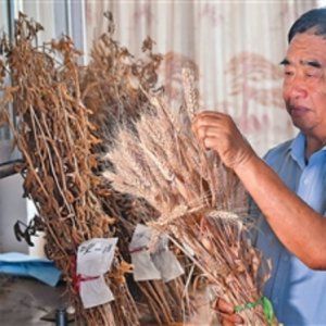 安徽省阜陽市太和縣種糧大戶徐淙祥——追夢(mèng)科學(xué)種田路